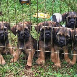 Border Terrier Puppies from Ruff n Ready Border Terriers