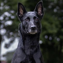 Dya - Dutch Shepherd