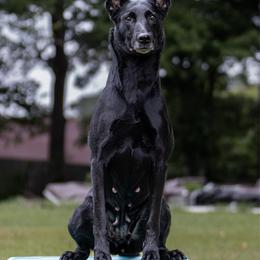 Dya - Dutch Shepherd