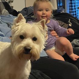 Max - West Highland White Terrier