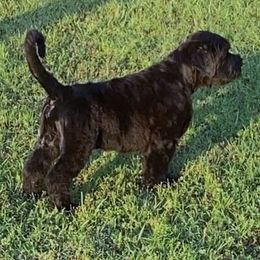 Affenpinscher and Black Russian Terrier Puppies from Ter’Avalon Kennel