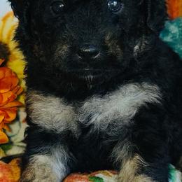 Thing - Tri-color female Bernedoodle puppy in Beecher, Illinois from Erica’s Doodles