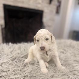 Sawyer - White male Poodle puppy in Poplarville, Mississippi from Southern Belle Poodles