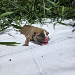 Selene - Fawn sable female American Bully puppy in Perryville, Maryland from Household 6 Bullies, LLC