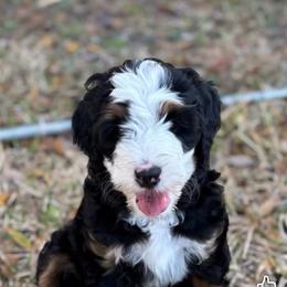 Bernedoodle Puppies from Sixlittles and Bernedoodles