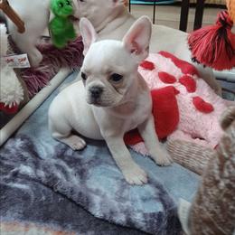 Sugar - Cream female French Bulldog puppy in Elberta, Alabama from Old Orchard Farm