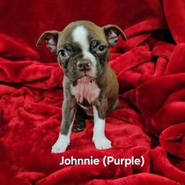 Johnnie (purple collar) - Seal brindle and white male Boston Terrier puppy in Salina, Kansas from Giles' Boston Babies