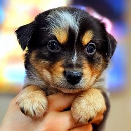 Bennett - Blue merle male Miniature Australian Shepherd puppy in Punta Gorda, Florida from Christie's Creekside Aussies