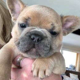 French Bulldog Puppies from Kansas French Bulldogs