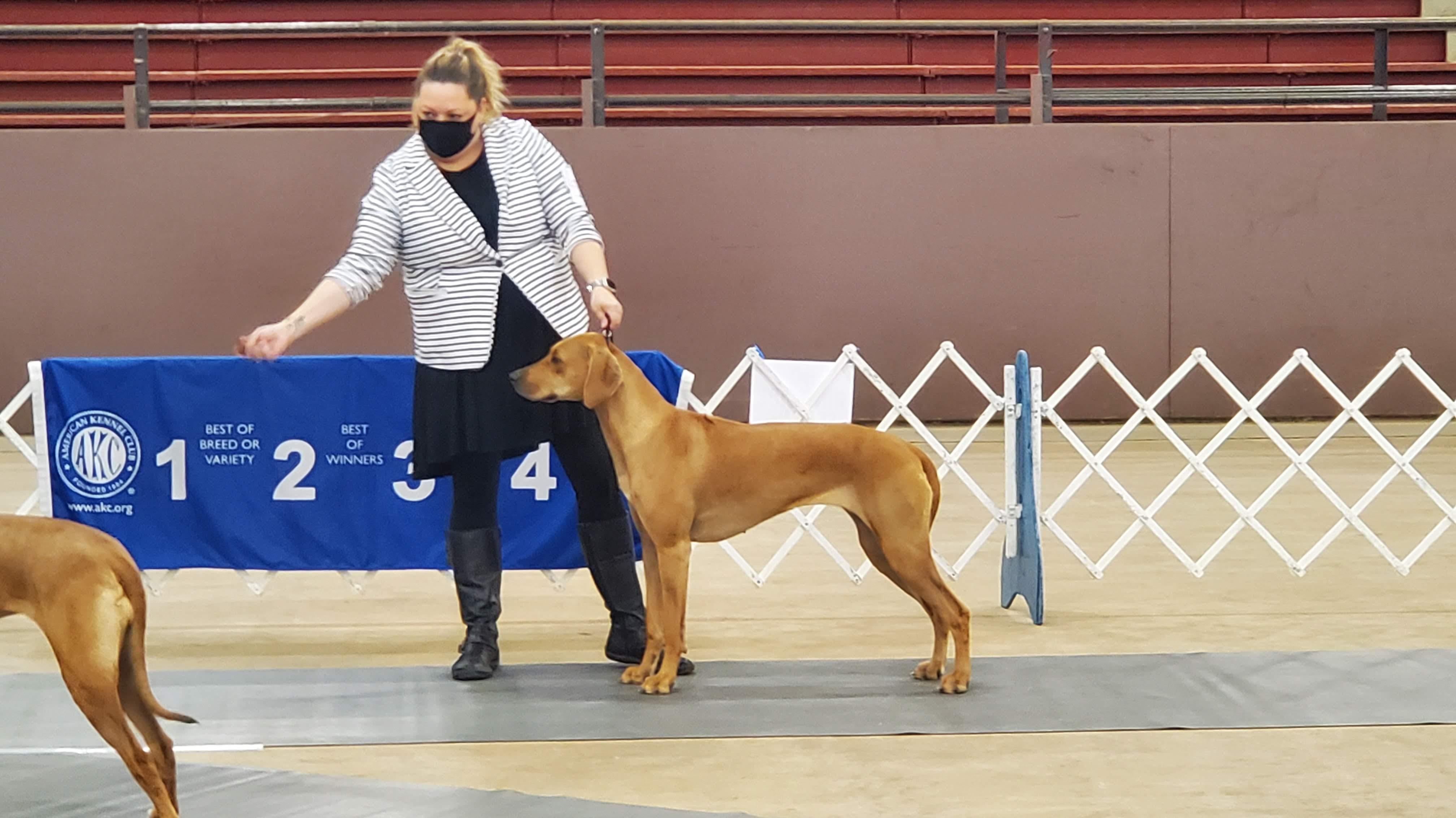 Zejak Ridgebacks Tijuca Ridgebacks in Nebraska | Rhodesian Ridgeback puppies | Good Dog