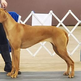 Rhodesian Ridgebacks from Tijuca Ridgebacks