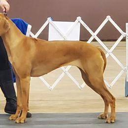 Rhodesian Ridgebacks from Tijuca Ridgebacks