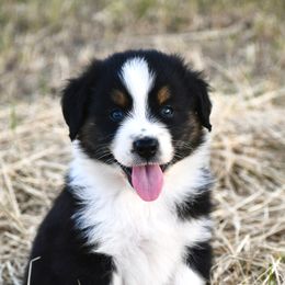 Australian Shepherd Puppies from Black Cow Kennels