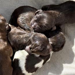 Cocker Spaniels from Cordova Cockers