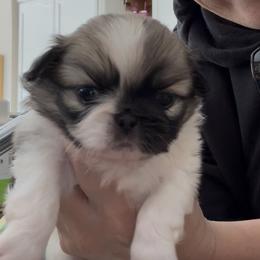 Patsy Canine - Black and tan female Pekingese puppy in Grass Valley, California from Northridge Pekingese