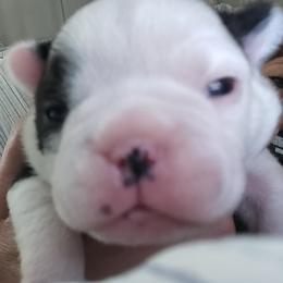 French Bulldog Puppies from Legends Frenchton's and French Bulldogs