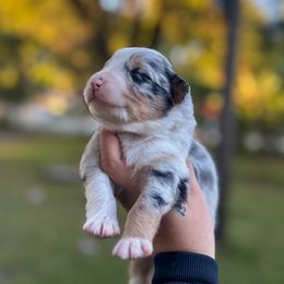 Aspen - Blue merle male Australian Shepherd puppy in Orlando, Florida from Skaky Shepherds