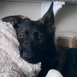 German Shepherd Puppies from German Shepherds of Virginia