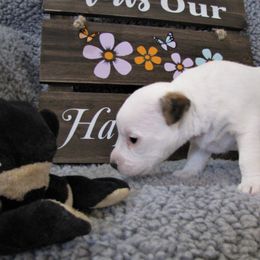 Jack Russell Terrier Puppies from Spritely Jack Russell Terriers