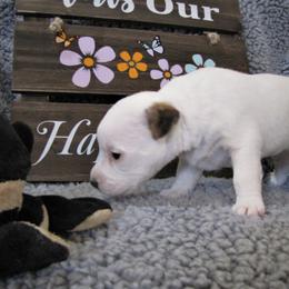 Jack Russell Terrier Puppies from Spritely Jack Russell Terriers
