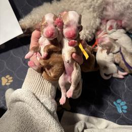 Bean - Red  male Goldendoodle puppy in New Harmony, Indiana from Cottonwood Farms