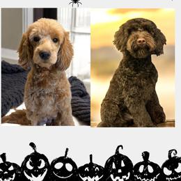 Goldendoodle puppies from Adored Poodle & Doodles