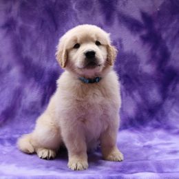 Golden Retriever Puppies from Goldens for You