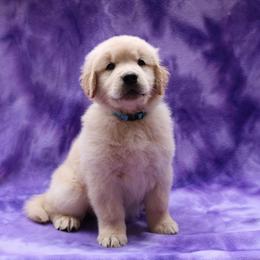 Golden Retriever Puppies from Goldens for You