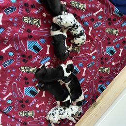 Great Dane Puppies from Kaitlin Cunningham
