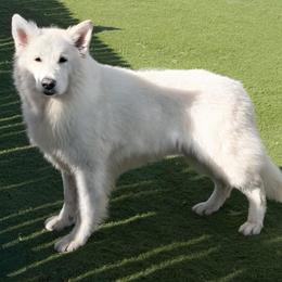 Bolt - Berger Blanc Suisse