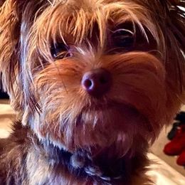Maltese, Poodles, and Yorkshire Terriers from La’s Sweet Babies