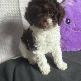 Brown parti - Parti male Poodle puppy in Cullman, Alabama from Darlynda May
