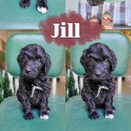 Jill - Black female Goldendoodle puppy in Wagener, South Carolina from Noble Friend Breeders LLC
