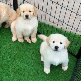 Golden Retriever Puppies from Skyland Golden Retrievers