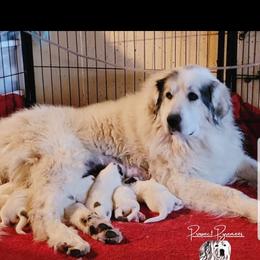 Cristal - Great Pyrenees