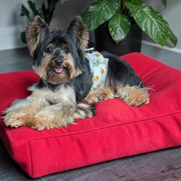 Louie - Yorkshire Terrier