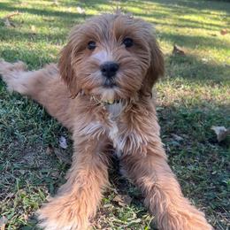 Yellow Girl - Red  female Goldendoodle puppy in Richmond, Kentucky from The Doting Doodle