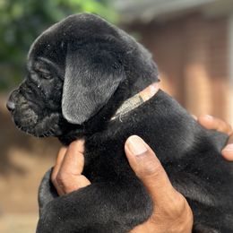 Boy 8 - male Cane Corso puppy in Weimar, Texas from Cane Corso Authority
