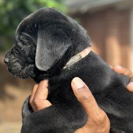 Boy 8 - male Cane Corso puppy in Weimar, Texas from Cane Corso Authority