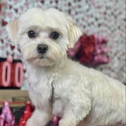 Maltese from Magnificent Maltese