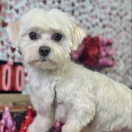 Maltese from Magnificent Maltese