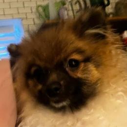 Jasper - Cream sable parti male Pomeranian puppy in Bellmore, New York from Alyce’s Angels