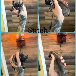 Stitch - Fawn male Pug puppy in Winter Haven, Florida from The Pugarazzi