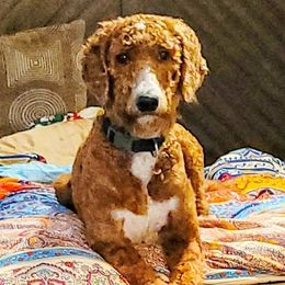 Millie - Goldendoodle