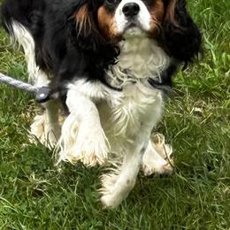 Toby - Cavalier King Charles Spaniel