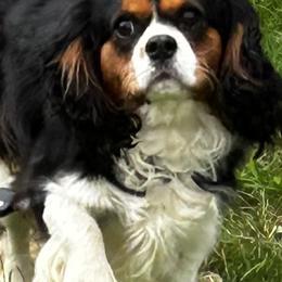 Toby - Cavalier King Charles Spaniel
