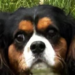 Toby - Cavalier King Charles Spaniel