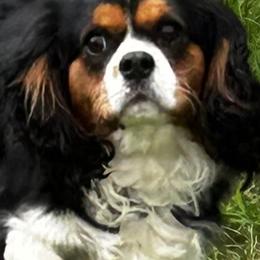 Toby - Cavalier King Charles Spaniel