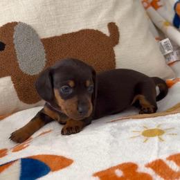 Purple - Blue and tan female Dachshund puppy in Bakersfield, California from KC Doxies