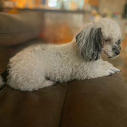 Bull Terrier and Poodle All Grown Up from The Dynasty